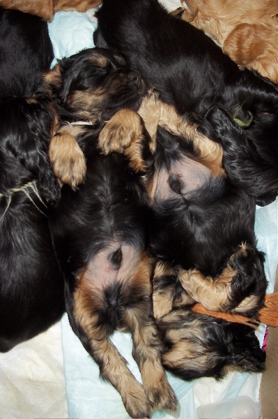 les chiots ont 1 mois