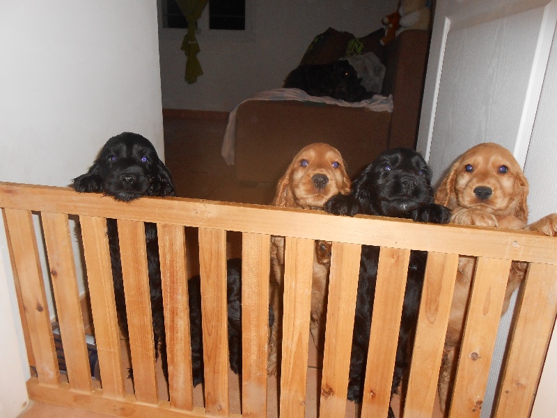 de la colline du soleil - Cocker Spaniel Anglais - Portée née le 30/11/2013