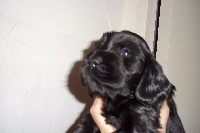CHIOT