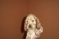 CHIOT