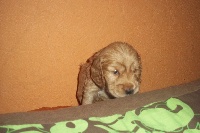 CHIOT