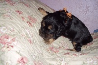 CHIOT