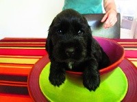 olly