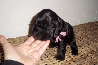 CHIOT