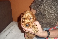 CHIOT