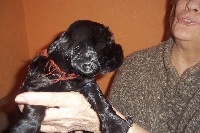 CHIOT